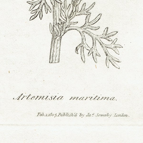 ꥹ ƥ ܥ˥륢/ʪ Artemisia maritimaʥߥ֥⥮. plate.1132,1839ǯ 0387