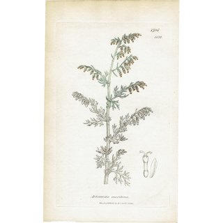イギリス アンティーク ボタニカルアート/植物画 Artemisia maritima（ミブヨモギ）. plate.1132,1839年 0387