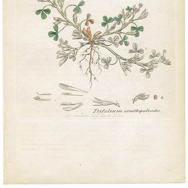 ꥹ ƥ ܥ˥륢/ʪ Trifolium ornithopodioidesʥߥ䥳֡. plate.1027,1839ǯ 0388