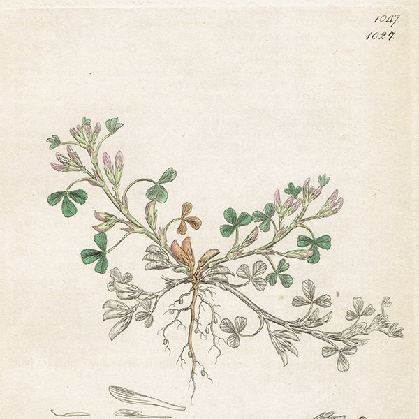 ꥹ ƥ ܥ˥륢/ʪ Trifolium ornithopodioidesʥߥ䥳֡. plate.1027,1839ǯ 0388