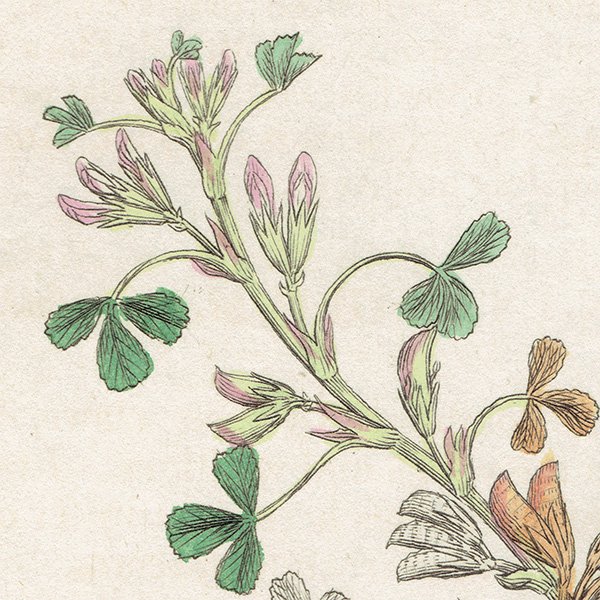 ꥹ ƥ ܥ˥륢/ʪ Trifolium ornithopodioidesʥߥ䥳֡. plate.1027,1839ǯ 0388