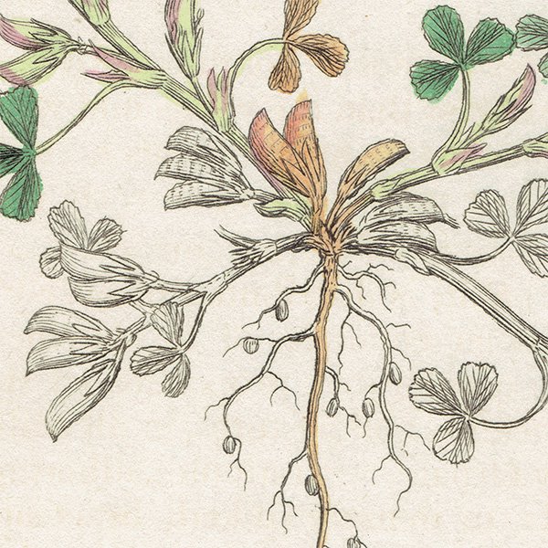 ꥹ ƥ ܥ˥륢/ʪ Trifolium ornithopodioidesʥߥ䥳֡. plate.1027,1839ǯ 0388