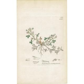 ꥹ ƥ ܥ˥륢/ʪ Trifolium ornithopodioidesʥߥ䥳֡. plate.1027,1839ǯ 0388