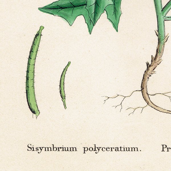 ꥹ ƥ ܥ˥륢/ʪ Sisymbrium polyceratium. plate.97,1863ǯ 0392