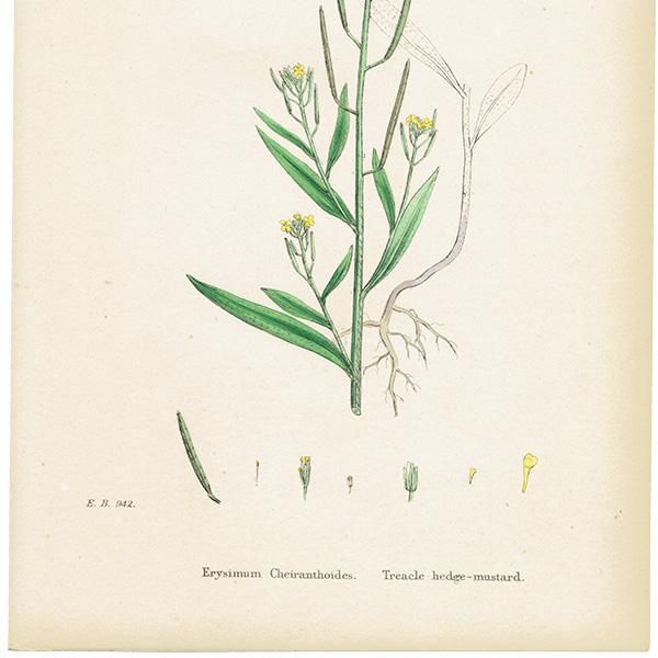 ꥹ ƥ ܥ˥륢/ʪ Erysimum Cheiranthoides(plate.102,1863ǯ 0394