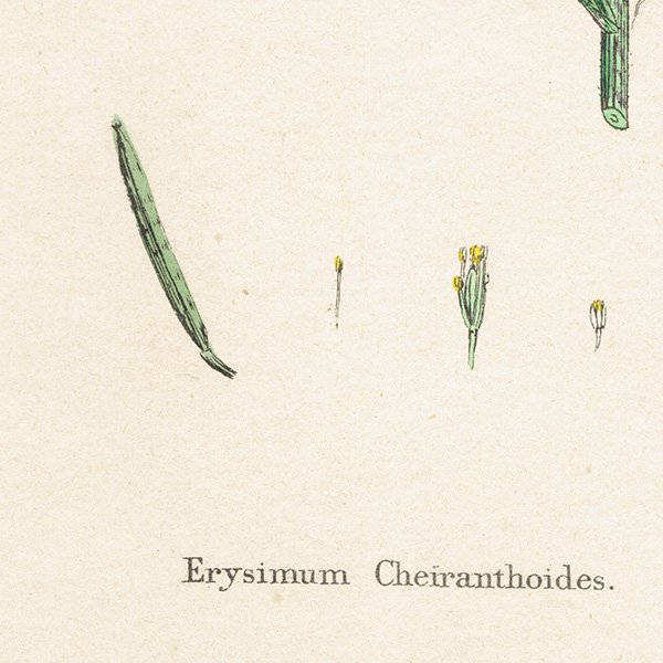 ꥹ ƥ ܥ˥륢/ʪ Erysimum Cheiranthoides(plate.102,1863ǯ 0394