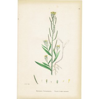 イギリス アンティーク ボタニカルアート/植物画 Erysimum Cheiranthoides(エゾスズシロ）plate.102,1863年 0394