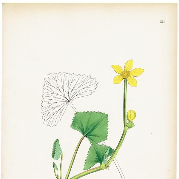 ꥹ ƥ ܥ˥륢/ʪ Caltha radicans(奦󥫡plate.41,1863ǯ 0395