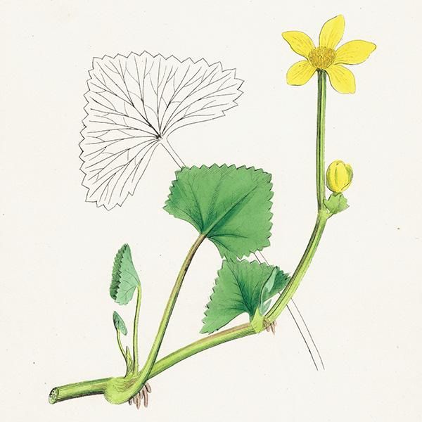 イギリス アンティーク ボタニカルアート/植物画 Caltha