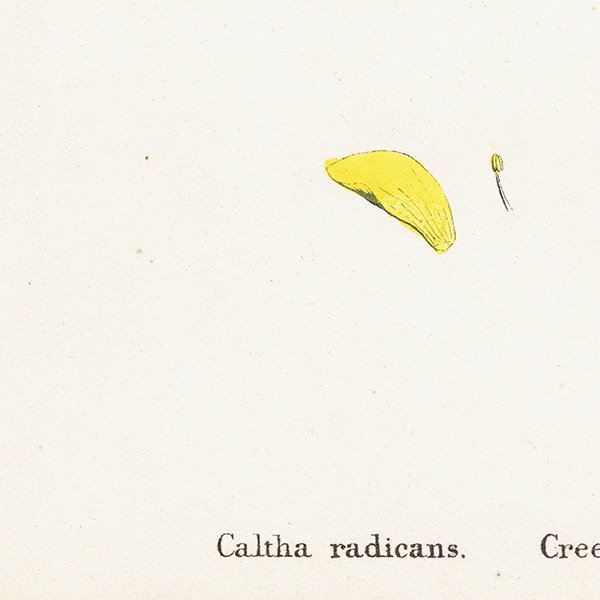 ꥹ ƥ ܥ˥륢/ʪ Caltha radicans(奦󥫡plate.41,1863ǯ 0395