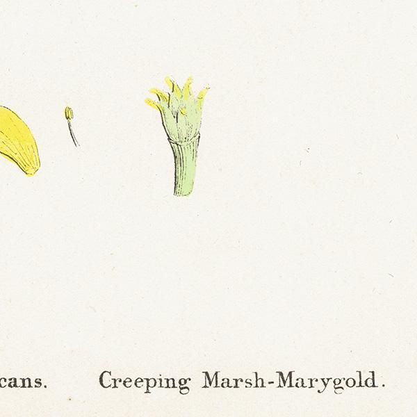 ꥹ ƥ ܥ˥륢/ʪ Caltha radicans(奦󥫡plate.41,1863ǯ 0395
