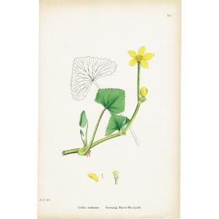 ꥹ ƥ ܥ˥륢/ʪ Caltha radicans(奦󥫡plate.41,1863ǯ 0395