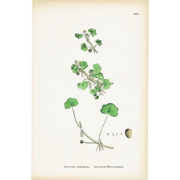 ꥹ ƥ ܥ˥륢/ʪ Ranunculus hederaceus. plate.26,1863ǯ 0398