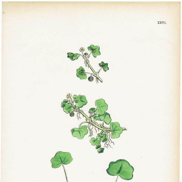 ꥹ ƥ ܥ˥륢/ʪ Ranunculus hederaceus. plate.26,1863ǯ 0398