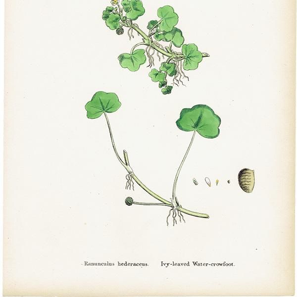 ꥹ ƥ ܥ˥륢/ʪ Ranunculus hederaceus. plate.26,1863ǯ 0398