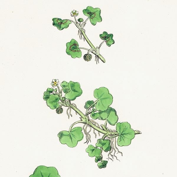 ꥹ ƥ ܥ˥륢/ʪ Ranunculus hederaceus. plate.26,1863ǯ 0398