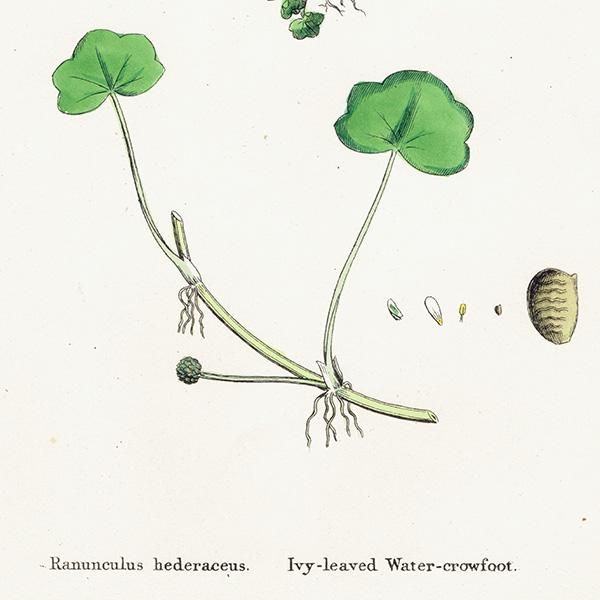 ꥹ ƥ ܥ˥륢/ʪ Ranunculus hederaceus. plate.26,1863ǯ 0398