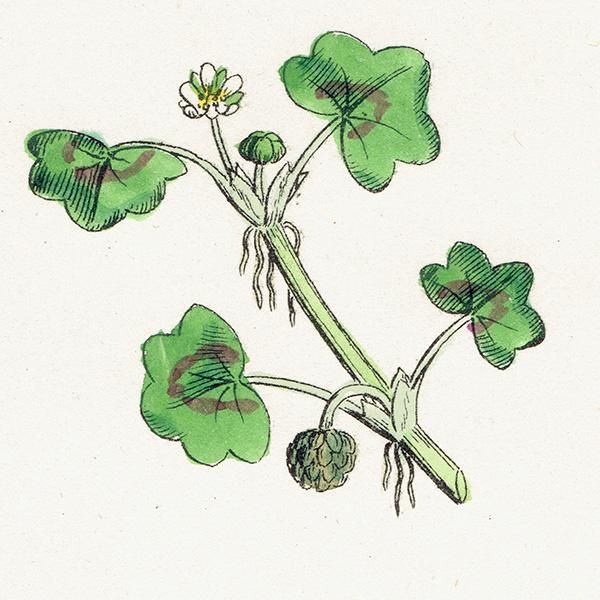 ꥹ ƥ ܥ˥륢/ʪ Ranunculus hederaceus. plate.26,1863ǯ 0398