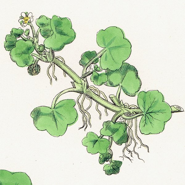 ꥹ ƥ ܥ˥륢/ʪ Ranunculus hederaceus. plate.26,1863ǯ 0398