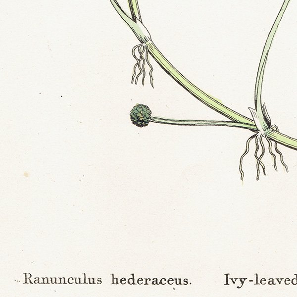 ꥹ ƥ ܥ˥륢/ʪ Ranunculus hederaceus. plate.26,1863ǯ 0398