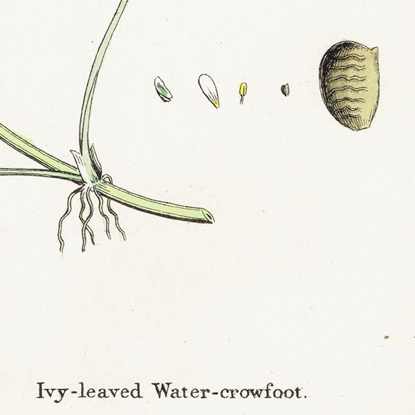 ꥹ ƥ ܥ˥륢/ʪ Ranunculus hederaceus. plate.26,1863ǯ 0398