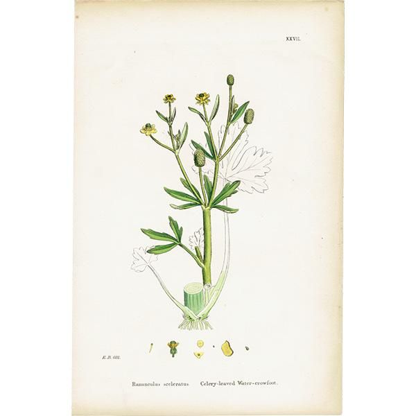 ꥹ ƥ ܥ˥륢/ʪ Ranunculus sceleratus(饷). plate.27,1863ǯ 0399