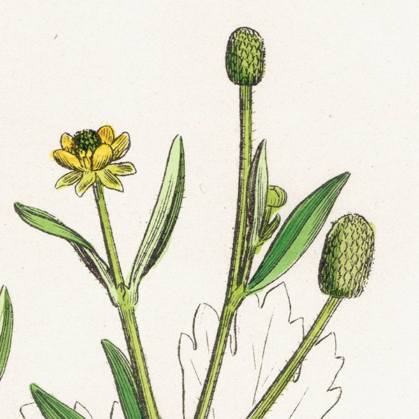 ꥹ ƥ ܥ˥륢/ʪ Ranunculus sceleratus(饷). plate.27,1863ǯ 0399
