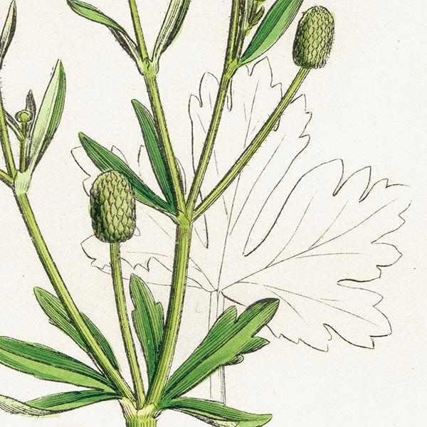 ꥹ ƥ ܥ˥륢/ʪ Ranunculus sceleratus(饷). plate.27,1863ǯ 0399