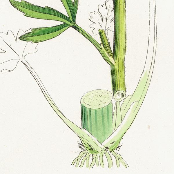 ꥹ ƥ ܥ˥륢/ʪ Ranunculus sceleratus(饷). plate.27,1863ǯ 0399