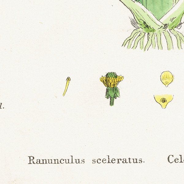 ꥹ ƥ ܥ˥륢/ʪ Ranunculus sceleratus(饷). plate.27,1863ǯ 0399