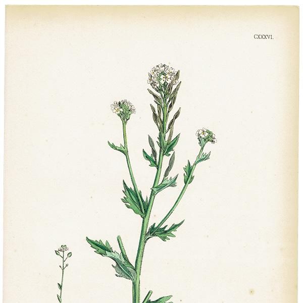 ꥹ ƥ ܥ˥륢/ʪ Draba incana(ʥ). plate.136,1863ǯ 0400