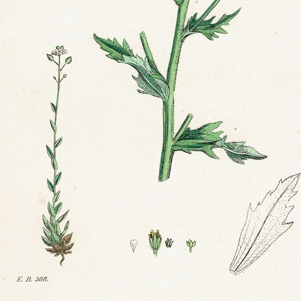 ꥹ ƥ ܥ˥륢/ʪ Draba incana(ʥ). plate.136,1863ǯ 0400