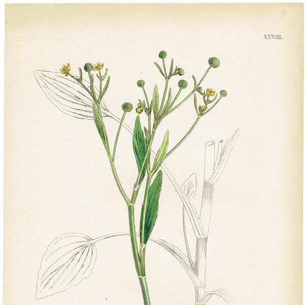 ꥹ ƥ ܥ˥륢/ʪ Ranunculus ophioglossifolius(ʥ󥭥饹). plate.28,1863ǯ 0401