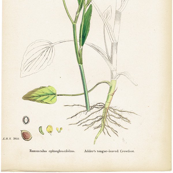 ꥹ ƥ ܥ˥륢/ʪ Ranunculus ophioglossifolius(ʥ󥭥饹). plate.28,1863ǯ 0401