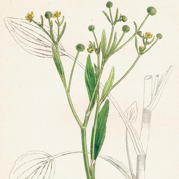 ꥹ ƥ ܥ˥륢/ʪ Ranunculus ophioglossifolius(ʥ󥭥饹). plate.28,1863ǯ 0401