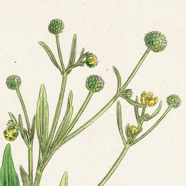 ꥹ ƥ ܥ˥륢/ʪ Ranunculus ophioglossifolius(ʥ󥭥饹). plate.28,1863ǯ 0401