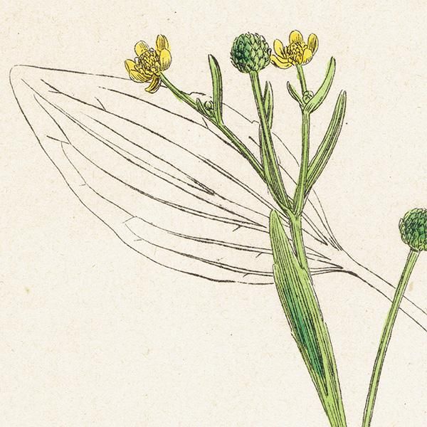 ꥹ ƥ ܥ˥륢/ʪ Ranunculus ophioglossifolius(ʥ󥭥饹). plate.28,1863ǯ 0401