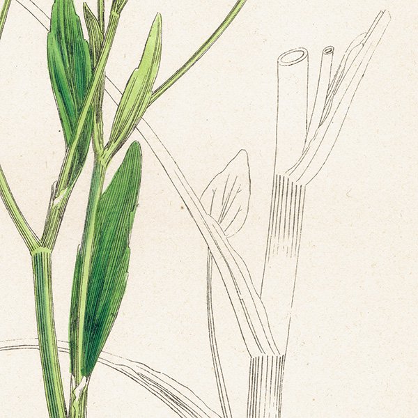 ꥹ ƥ ܥ˥륢/ʪ Ranunculus ophioglossifolius(ʥ󥭥饹). plate.28,1863ǯ 0401