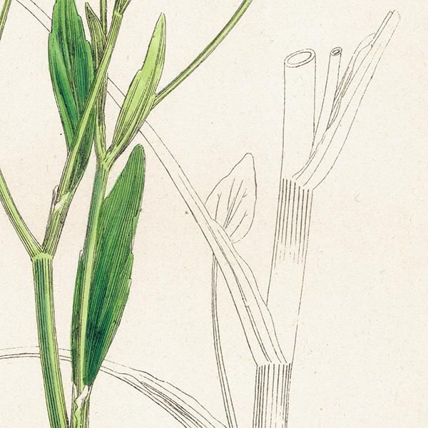 ꥹ ƥ ܥ˥륢/ʪ Ranunculus ophioglossifolius(ʥ󥭥饹). plate.28,1863ǯ 0401