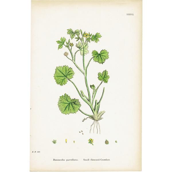 ꥹ ƥ ܥ˥륢/ʪ Ranunculus parviflorus(ʥ󥭥饹). plate.37,1863ǯ 0402