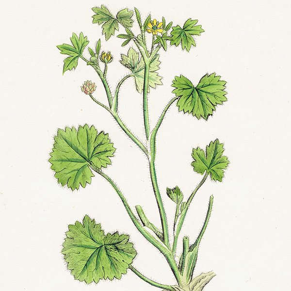 ꥹ ƥ ܥ˥륢/ʪ Ranunculus parviflorus(ʥ󥭥饹). plate.37,1863ǯ 0402