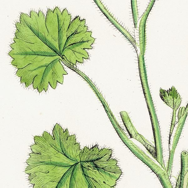 ꥹ ƥ ܥ˥륢/ʪ Ranunculus parviflorus(ʥ󥭥饹). plate.37,1863ǯ 0402