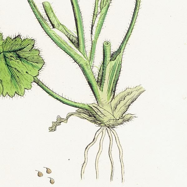 ꥹ ƥ ܥ˥륢/ʪ Ranunculus parviflorus(ʥ󥭥饹). plate.37,1863ǯ 0402