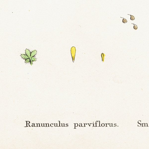 ꥹ ƥ ܥ˥륢/ʪ Ranunculus parviflorus(ʥ󥭥饹). plate.37,1863ǯ 0402