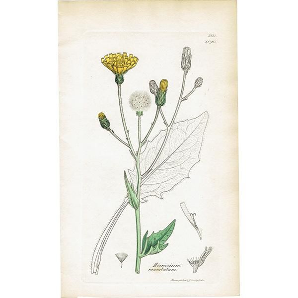 ꥹ ܥ˥ץ/ʪ Hieracium maculatumʥХݥݡ. plate.1090,1839 JAMES SOWERBY 0404