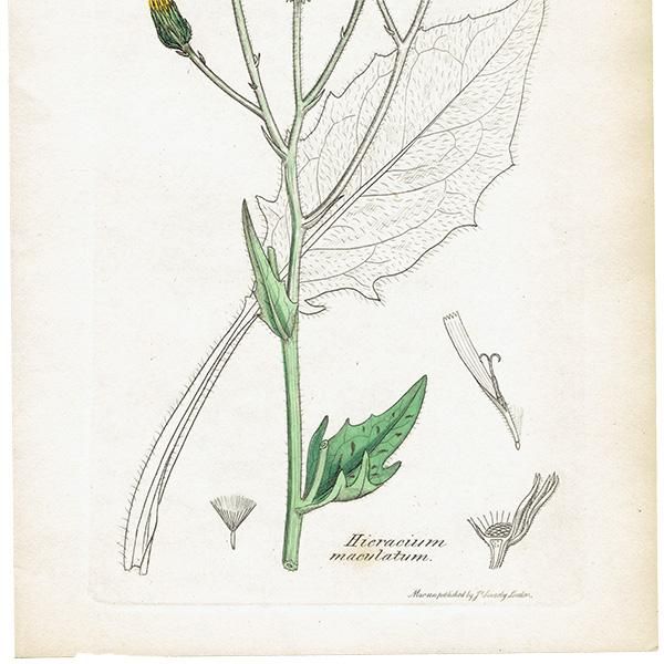 ꥹ ܥ˥ץ/ʪ Hieracium maculatumʥХݥݡ. plate.1090,1839 JAMES SOWERBY 0404