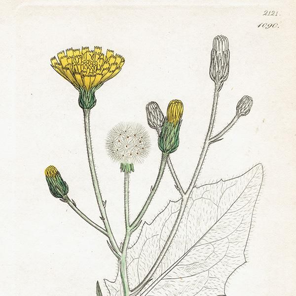 ꥹ ܥ˥ץ/ʪ Hieracium maculatumʥХݥݡ. plate.1090,1839 JAMES SOWERBY 0404