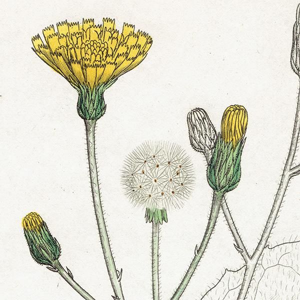 ꥹ ܥ˥ץ/ʪ Hieracium maculatumʥХݥݡ. plate.1090,1839 JAMES SOWERBY 0404