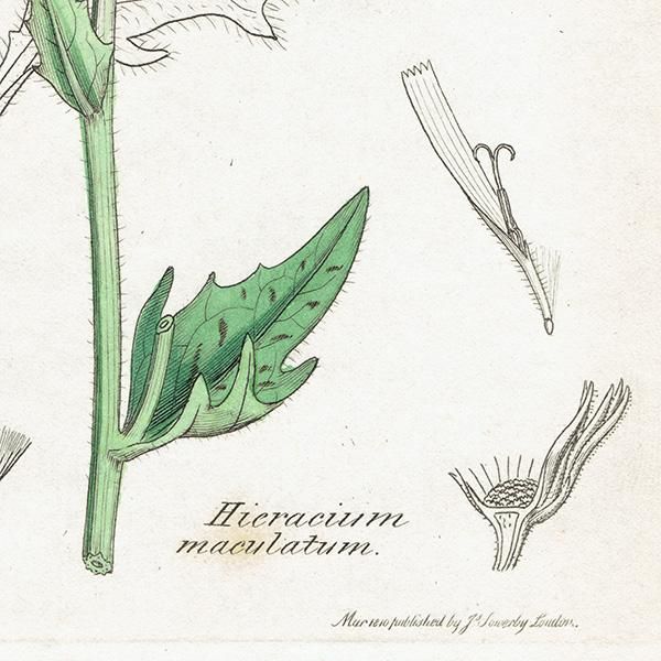 ꥹ ܥ˥ץ/ʪ Hieracium maculatumʥХݥݡ. plate.1090,1839 JAMES SOWERBY 0404