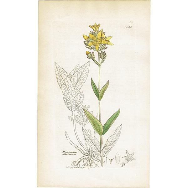 ꥹ ƥ ܥ˥륢/ʪ Hypericum montanumʥȥ꥽. plate.1056,1839ǯ 0407